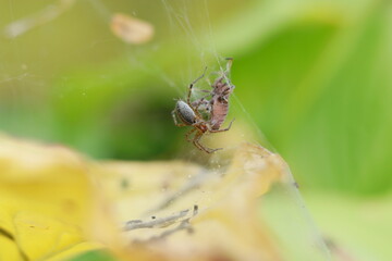 Spider with a fresh kill on a web green and yellow background