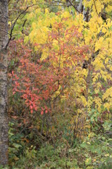 Fototapeta na wymiar Autumn In The Trees, Pylypow Wetlands, Edmonton, Alberta