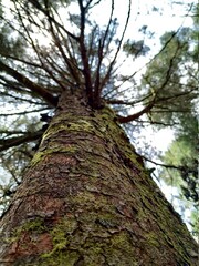 Fototapeta premium trunk of a tree