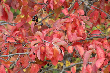 Red Autumn, Pylypow Wetlands, Edmonton, Alberta