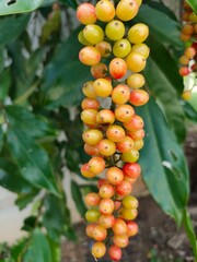 bunch of ripe tomatoes