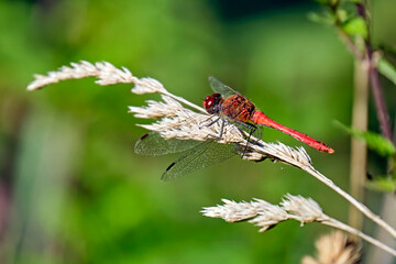 Blutrote Heidelibelle ( Sympetrum sanguineum ).