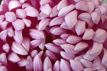 Soft Light Purple Flower Center of Chrysanthemum 'Atsumono' in Full Bloom
