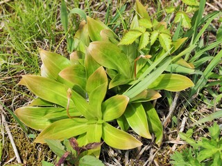 群馬県･野反湖と高山植物