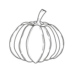 Pumpkins ink sketch isolated on white background.