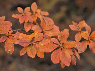 群馬県･妙義山