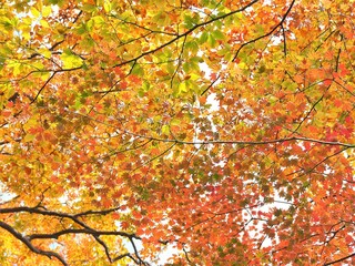 群馬県･妙義山