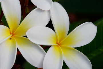 Close-up view of a white flower. Macro shot