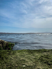 Fototapeta na wymiar Paracas, bay and natural reserve of Ica in Peru Sea, water, birds, dock, stones.