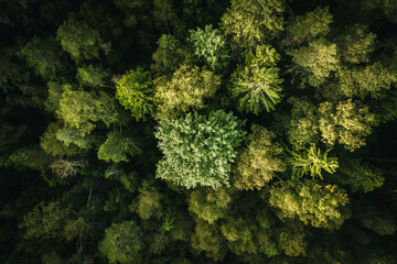 Aerial view of sunrise over a pine forest with lake. Foggy and colorful morning in countryside.