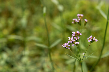 道端に咲く可憐な花