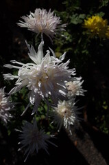 White Flowers of Chrysanthemum 'Edo Giku' in Full Bloom
