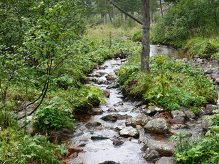 Mountain landscape. A stream runs through the forest.