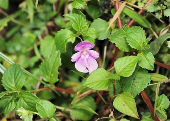 キリマンジャロの植物