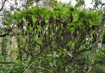 キリマンジャロの植物