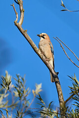Eichelhäher ( Garrulus glandarius ).
