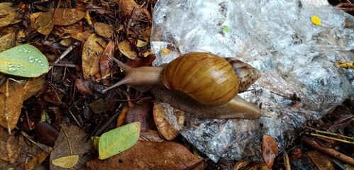 snail