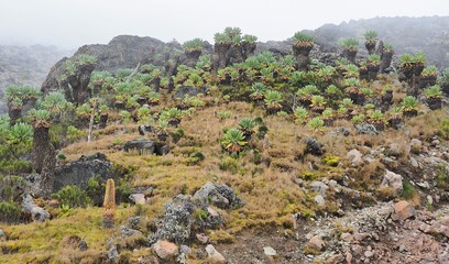 Fototapeta na wymiar キリマンジャロ･高山植物