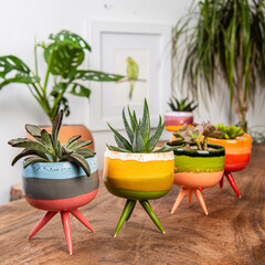 cactus and plants in colorful handmade ceramic pots