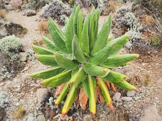 キリマンジャロ･高山植物