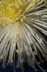 Soft Light Cream Flower Center of Chrysanthemum 'Kudamono' in Full Bloom
