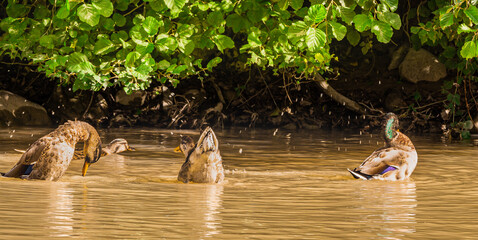 Kaczki uwielbiają pluskać się w tak piękny słoneczny dzień. Tutaj widzimy je w porannej kąpieli.   © Piotr