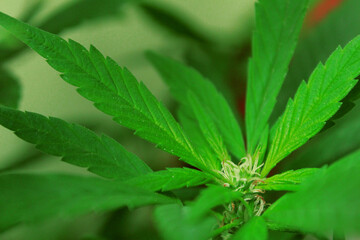 close up of marijuana leaf