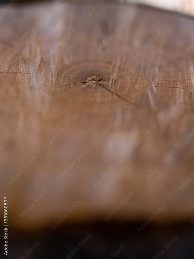 Wall mural close up of an tree cross section
