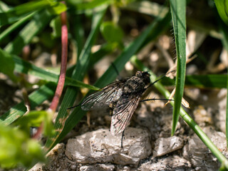 Closeup of a fly on the grass