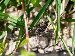 Closeup of a fly on the grass