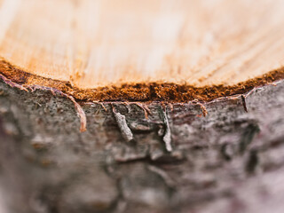 close up of a log