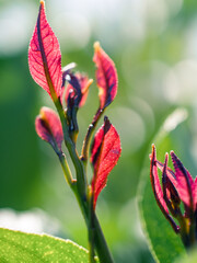 Closeup of a fresh leaves in the sunlight