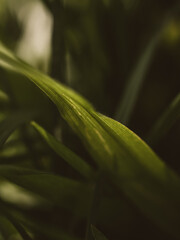 Closeup of green grass