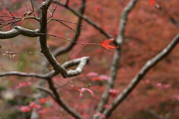 色とりどりの紅葉