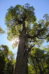 Sun peaks from behind a tree in Bariloche, Argentina