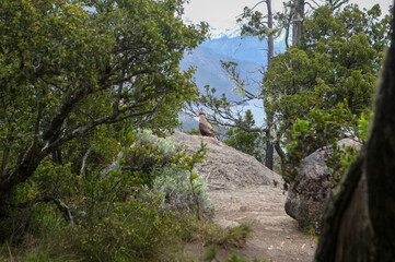 A crested caracara sits on a rock amongst trees in Bariloche, Argentina