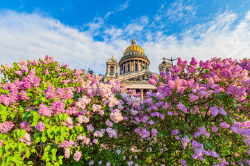 Saint Petersburg. Russia. View of St. Isaac's Cathedral with lilacs. Dome of Saint Isaac?s Cathedral in front of sky. Tour of sights of Petersburg. Sights of Russia. Temple rises above lilac.