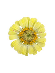 flower isolated on white background