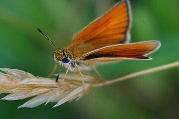 brown butterfly