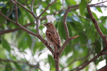 sparrow on a branch of the tree