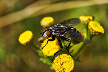 fly on yellow flower