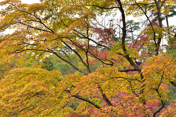 色とりどりの紅葉