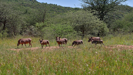 Naklejka na ściany i meble Herd of common warthog (Phacochoerus africanus) with six animals moving over meadow with bushes in background near Waterberg Plateau, Kalahari desert, Namibia, Africa in midday sun.