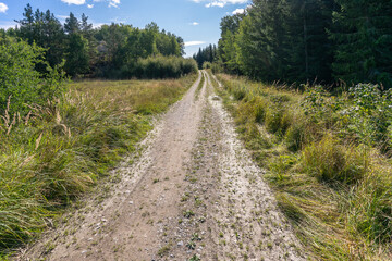 Fototapeta na wymiar Walkway rural pathway trail or road in forest. A path with green trees and shrubs growing along the edges. Summer or autumn sunny day in the forest.