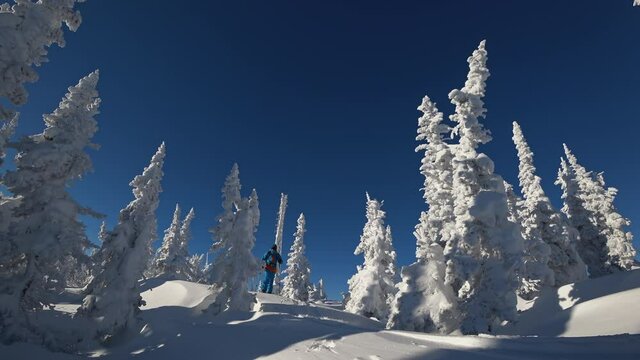 skiing in a bright suit against the background of a fantastic winter forest. Ski touring and splitboarding concept. Winter sport hike and travel. 4k RAW footage