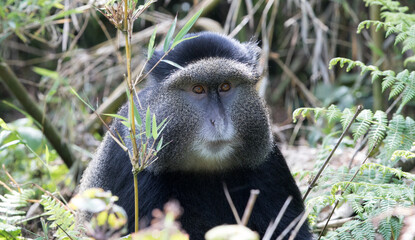 Golden Monkey (Cercopithecus kandti) - Rwanda	