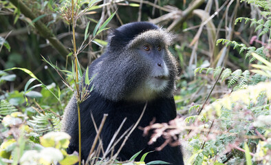 Golden Monkey (Cercopithecus kandti) - Rwanda	
