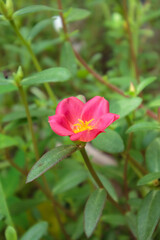 Portulaca oleracea pink in the garden