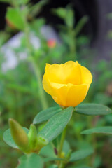 Portulaca oleracea yellow in the garden