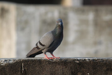 pigeon on the wall of a building terrace